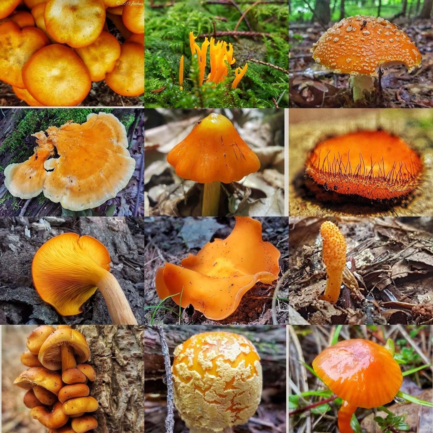 Оранж грибы