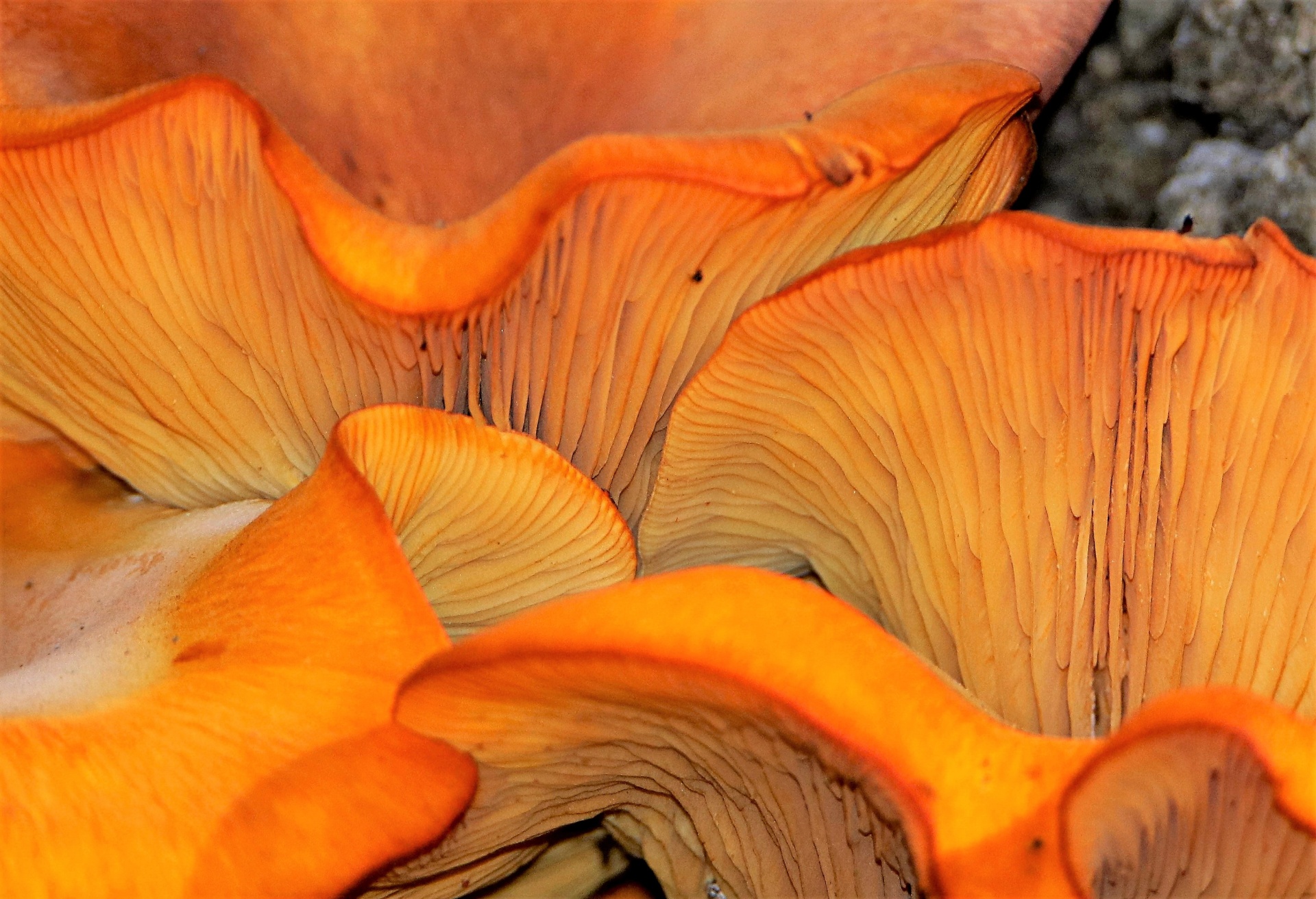 Оранжевые лисички грибы