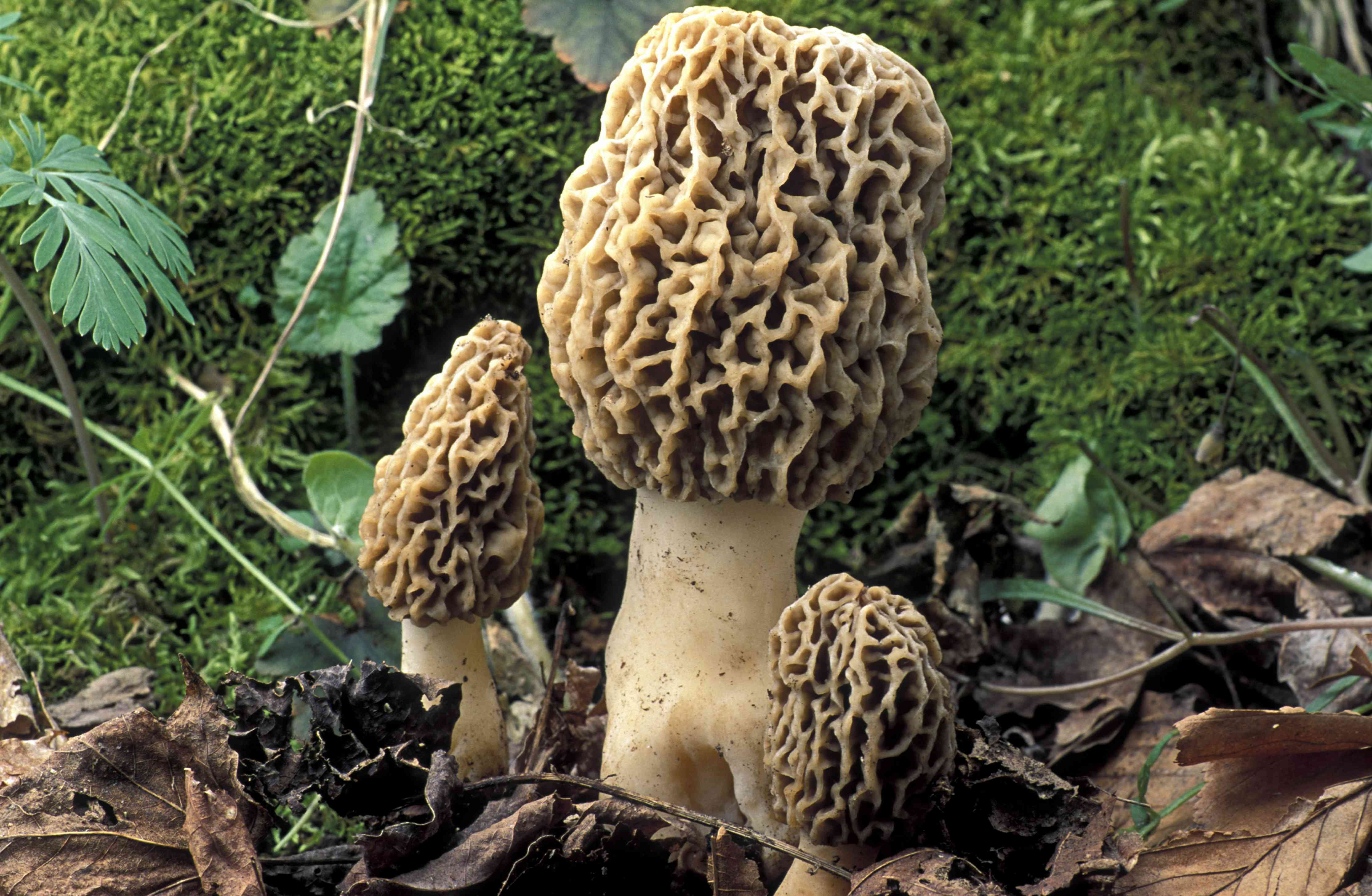 Как растут грибы сморчки фото