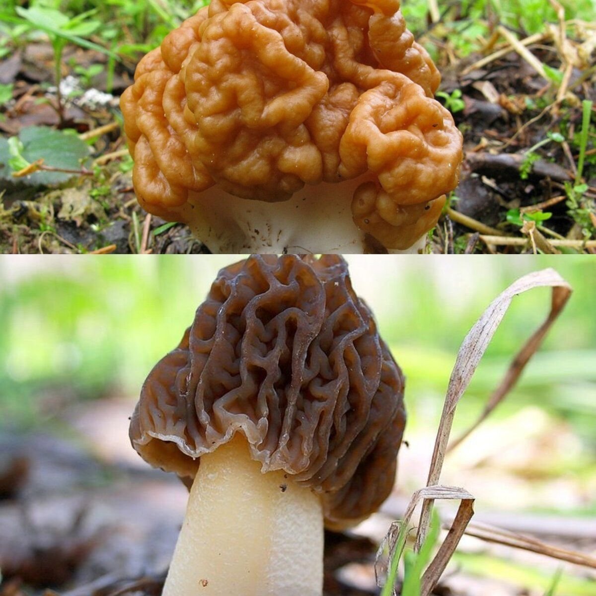 строчки грибы фото съедобные