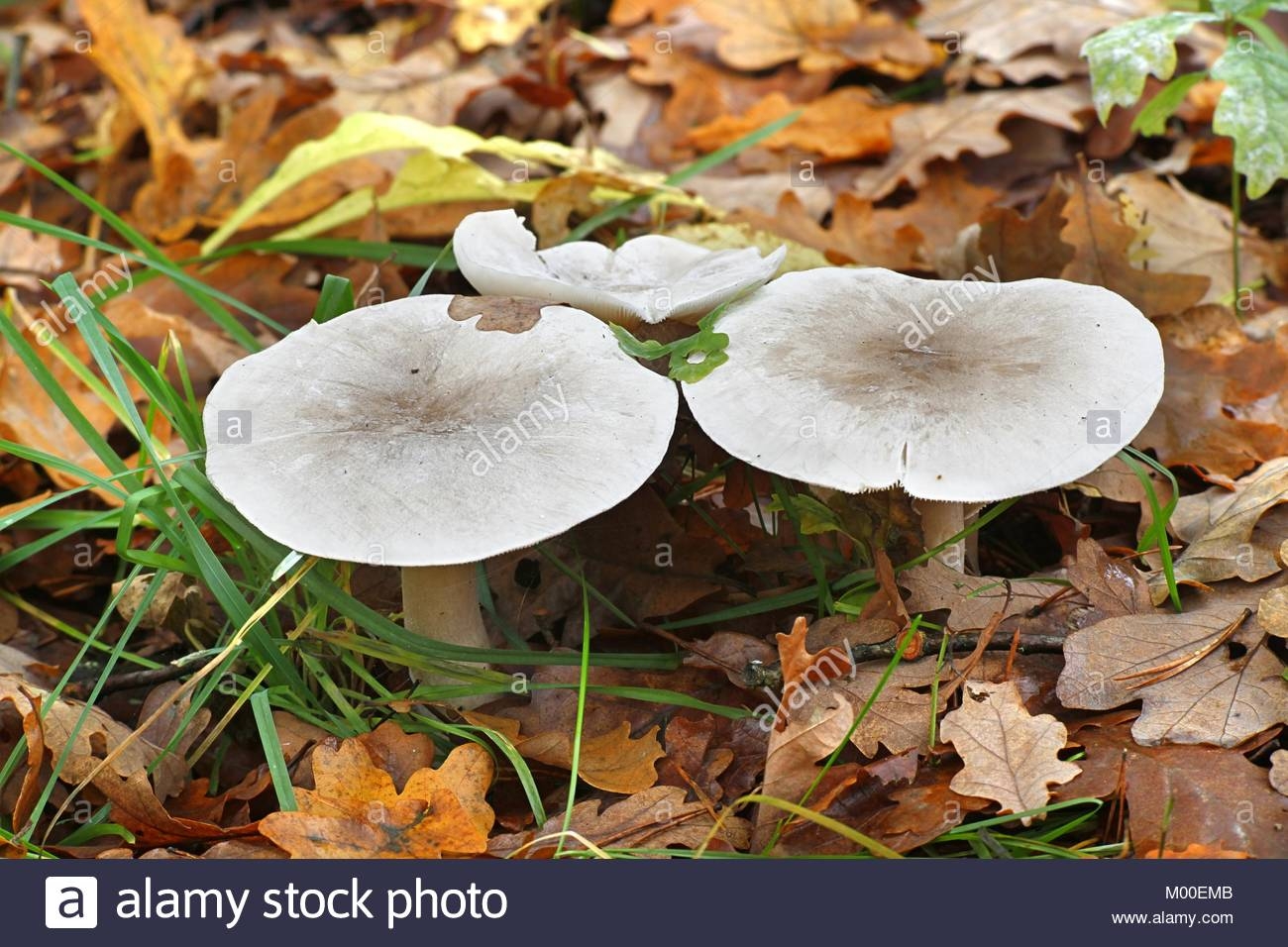 рядовки грибы фото несъедобные как отличить