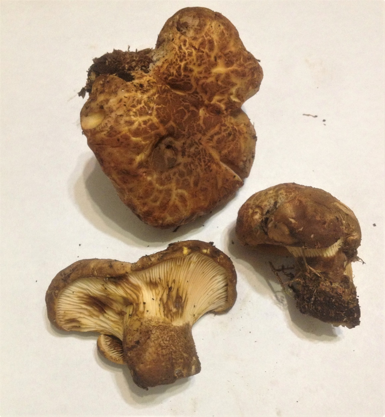 свинари грибы фото