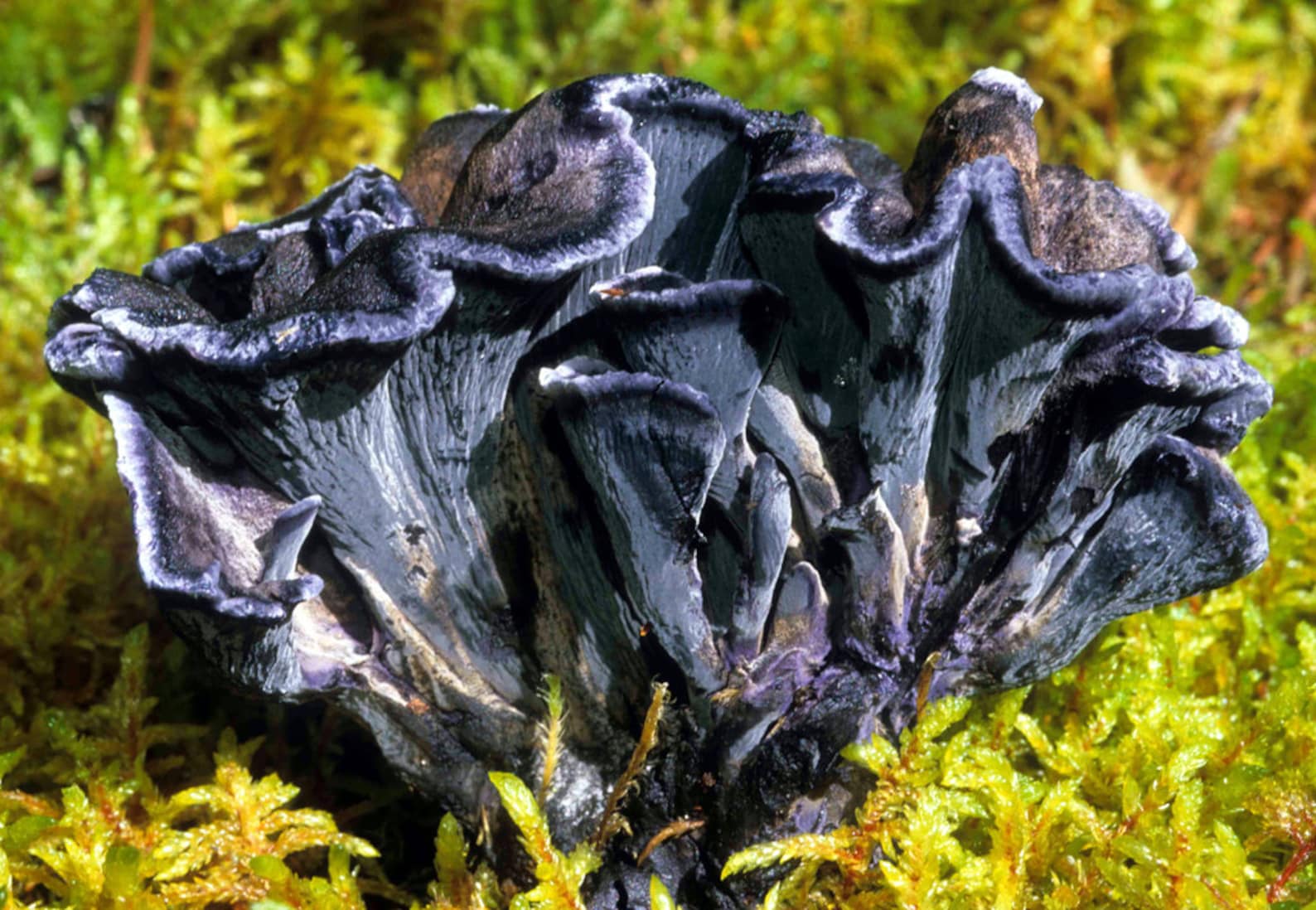черные лисички грибы картинки