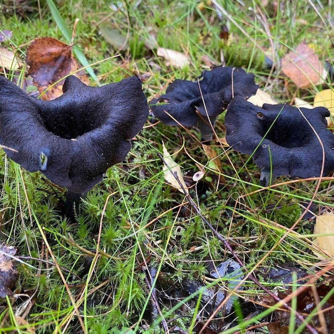 черные лисички грибы картинки