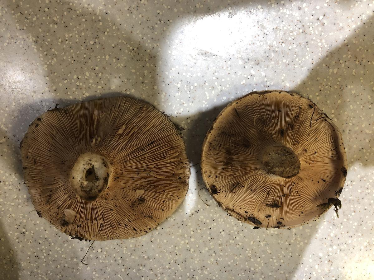 Коричневый гриб похожий на груздь