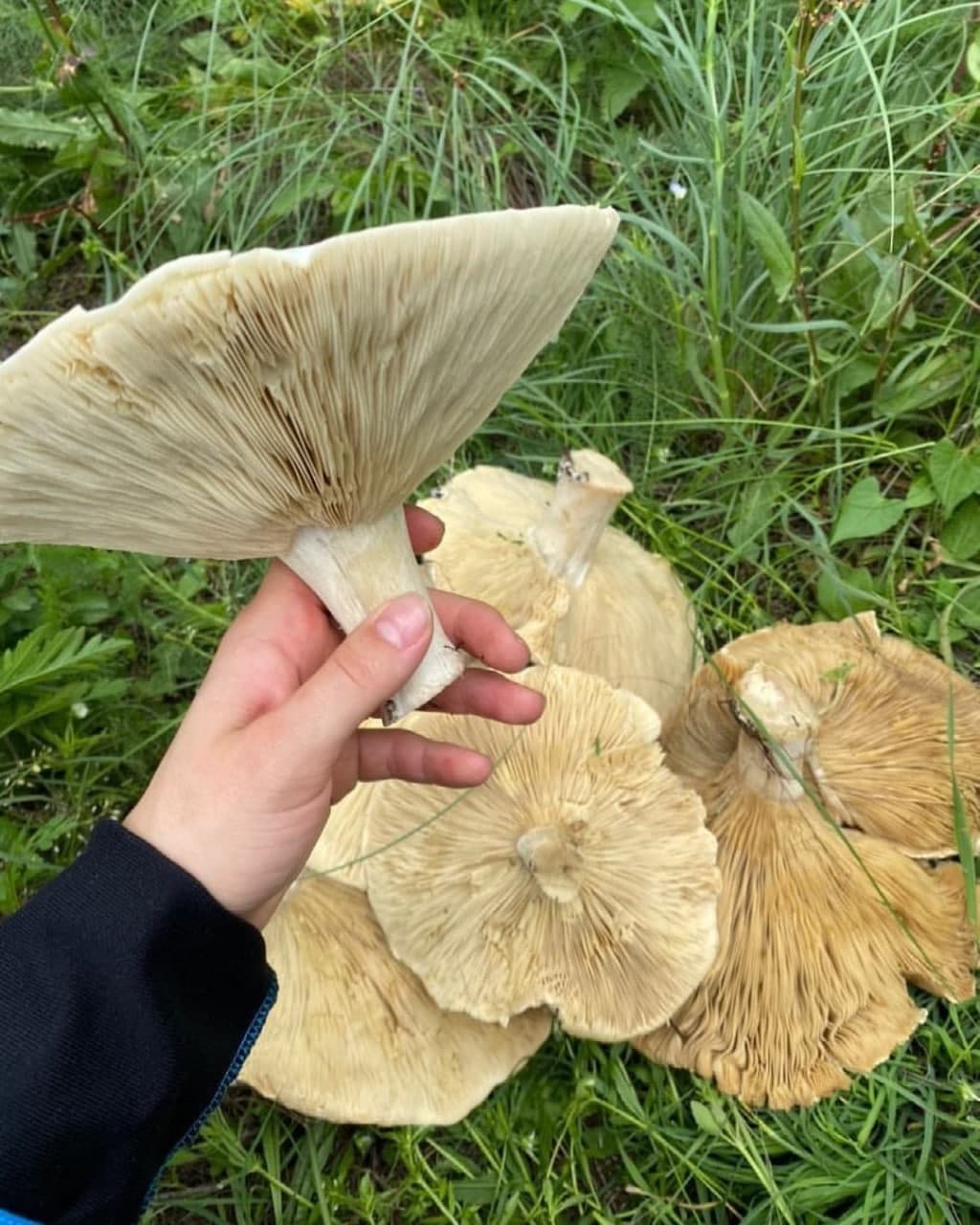 Степные грибы гиганты