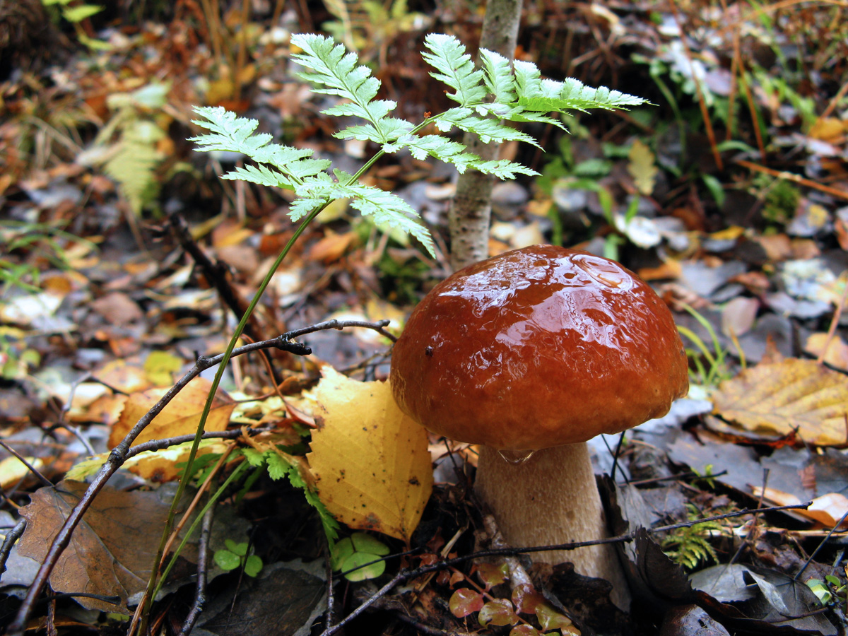 грибы октября фото
