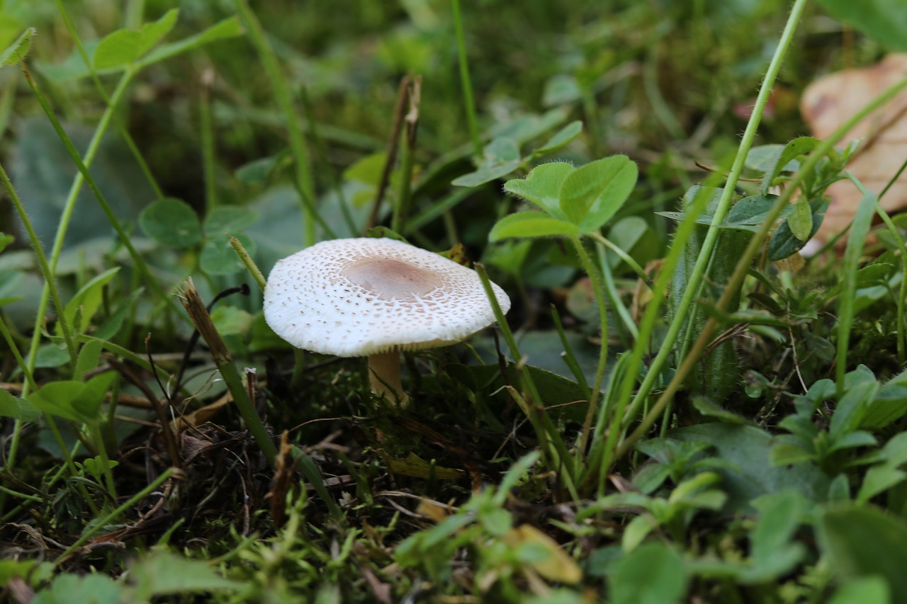 Обитатели лугов Башкортостана грибы