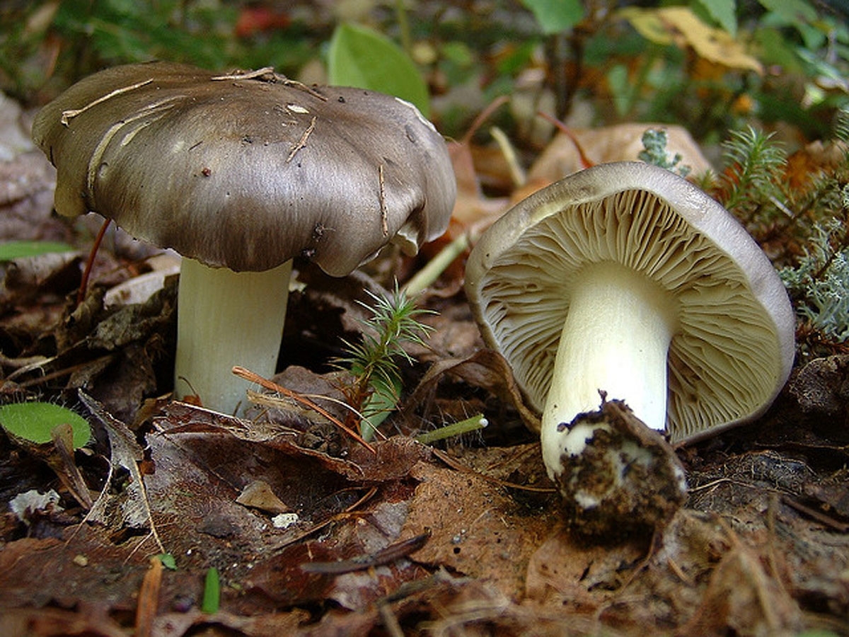 осенние пластинчатые грибы съедобные фото и название