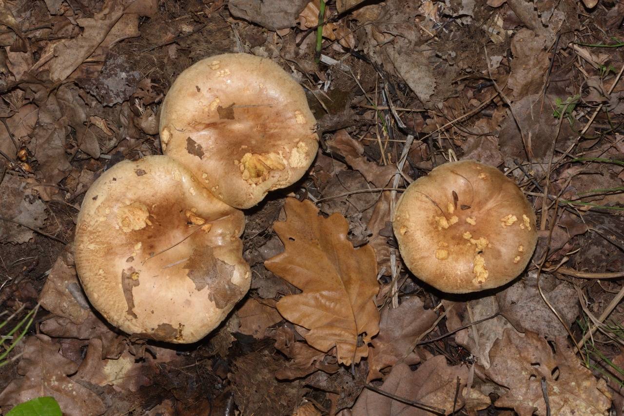свинухи грибы фото где растут