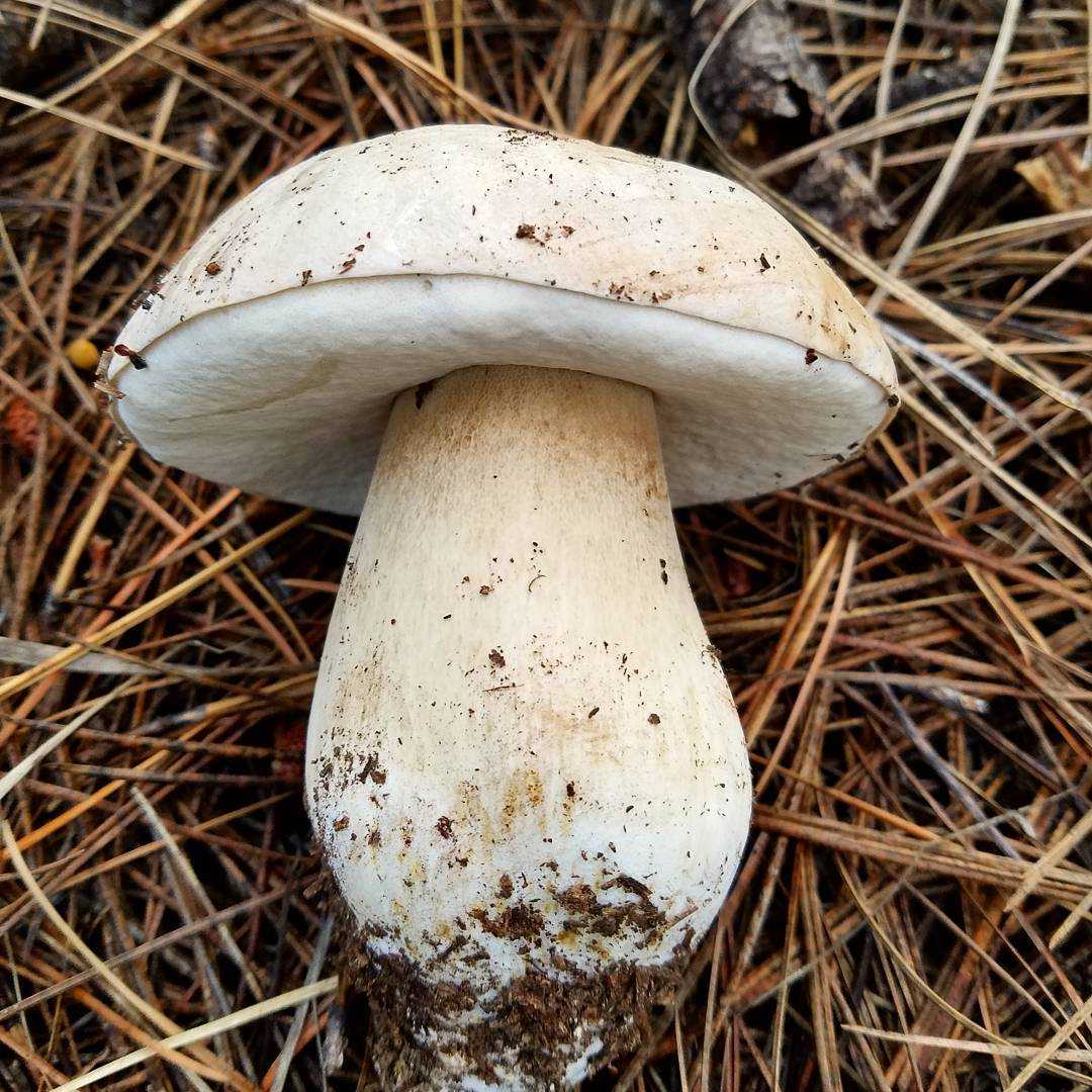 белый гриб фото под шляпкой