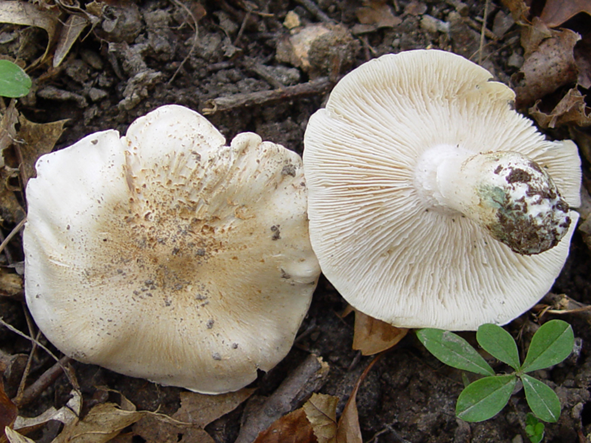 рядовка белая гриб фото и название