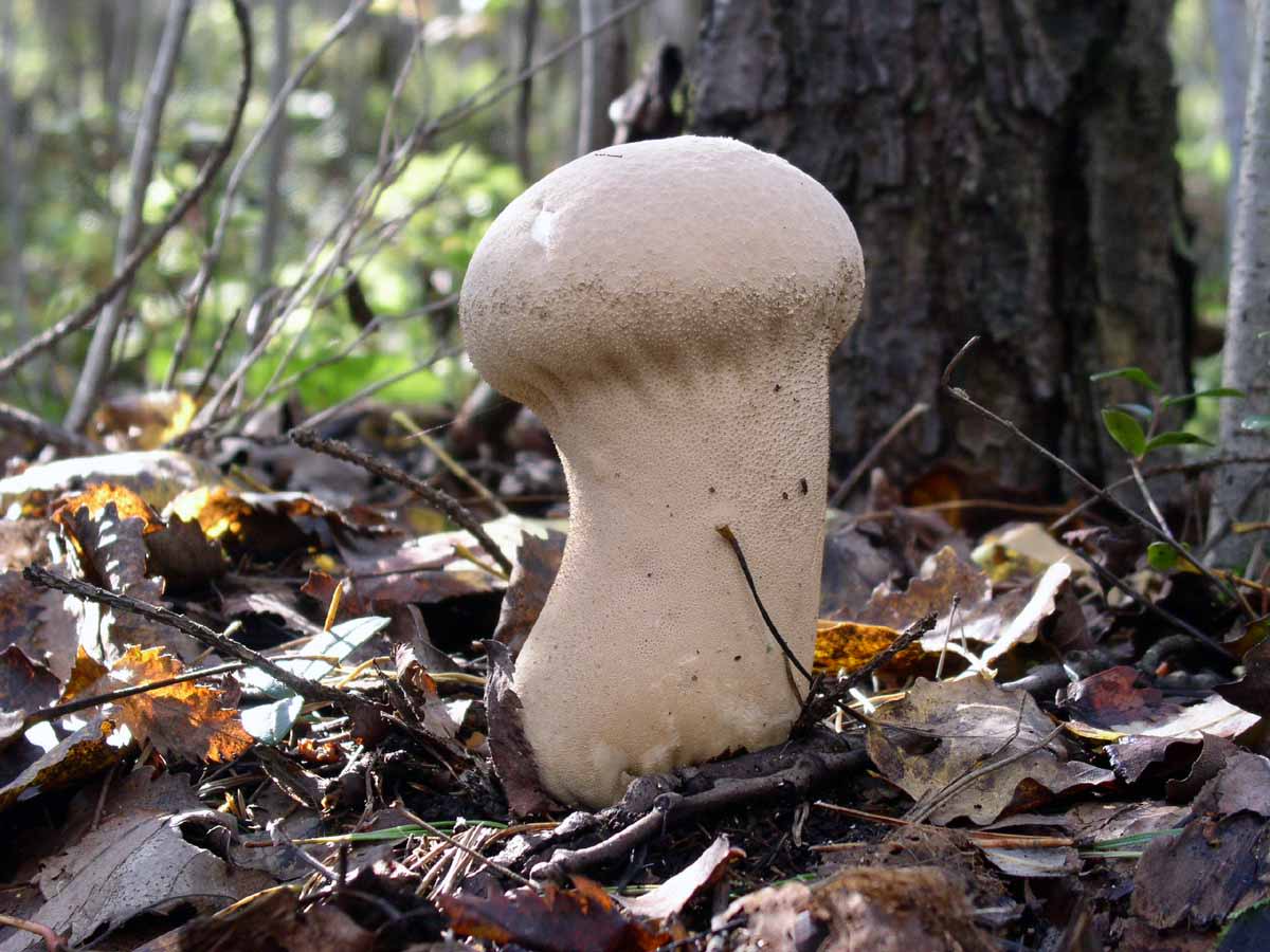 Белый гриб в крыму фото