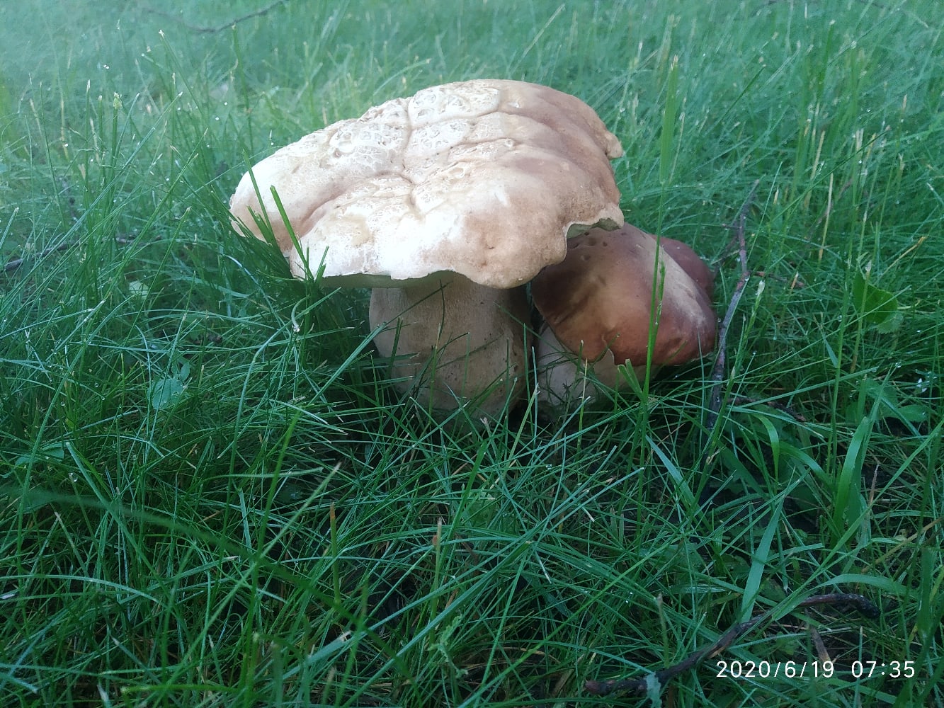 Грибы Крыма белый гриб Сосновик