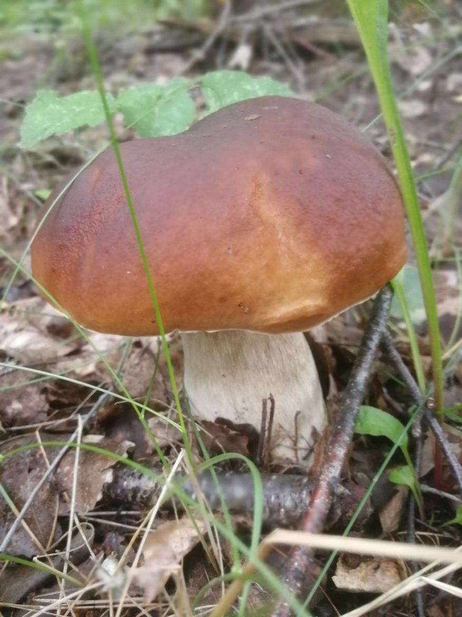 Боровик грибы Крымский