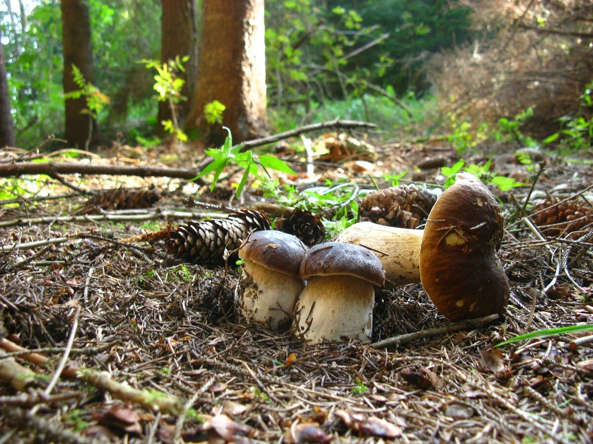 Белые грибы срезанные