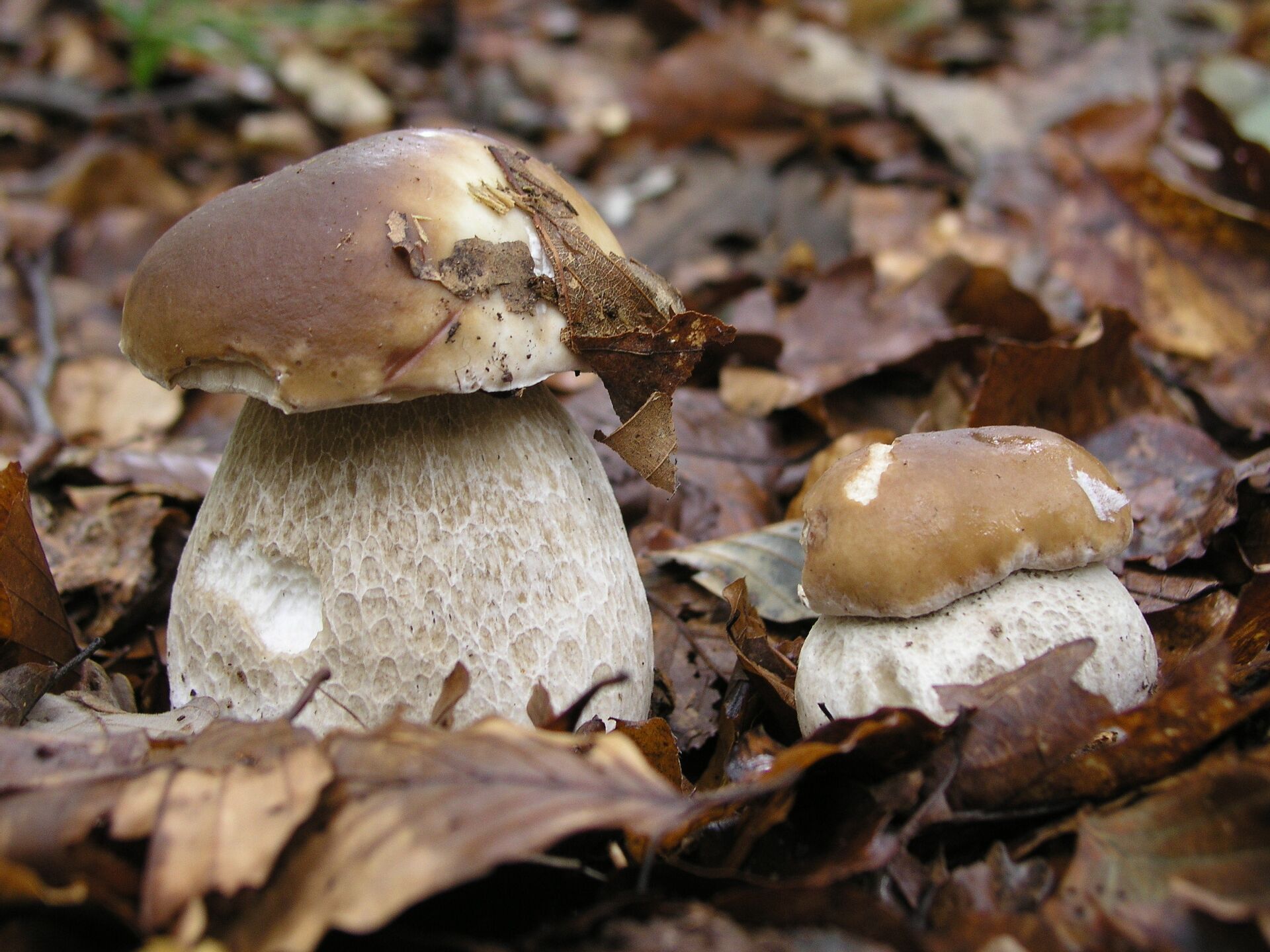 Белые грибы в Ленинградской области