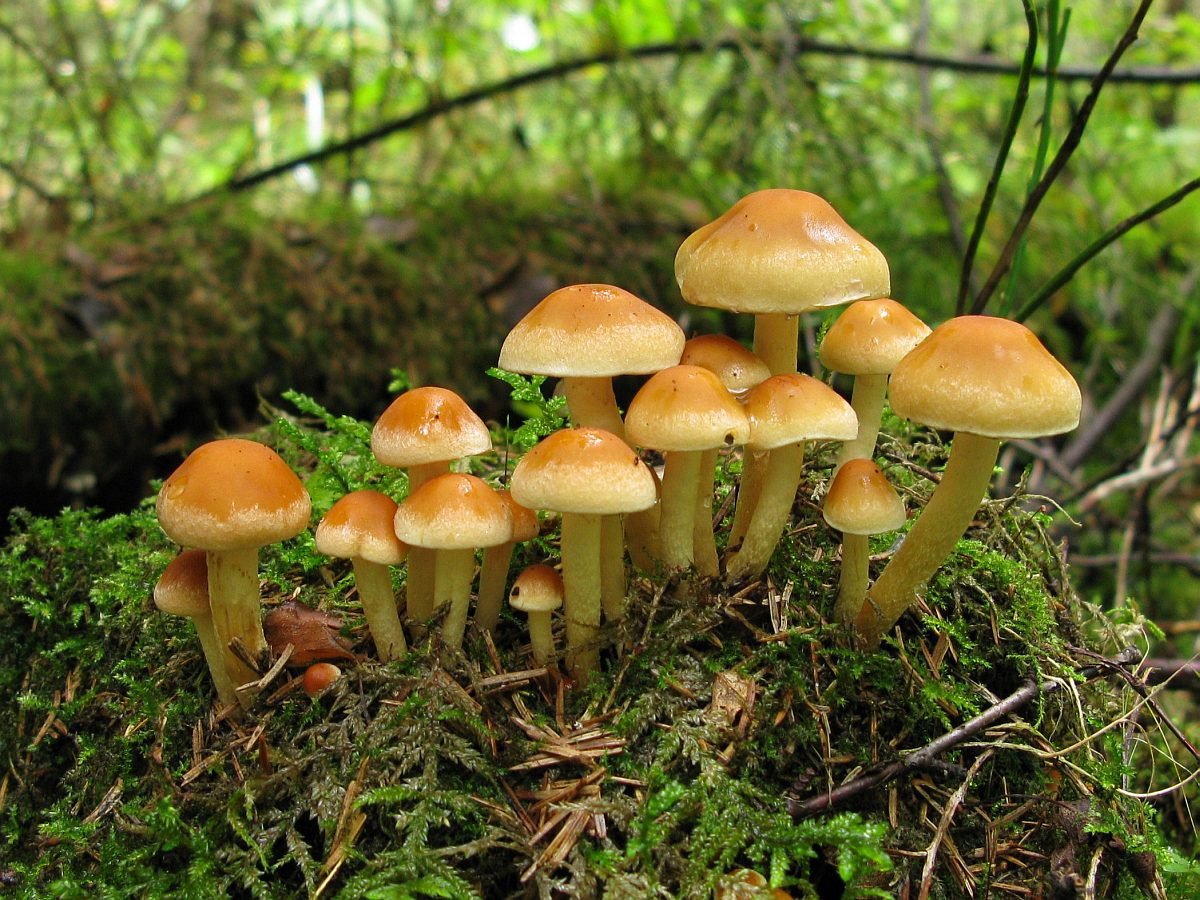 Опятапластинчаты грибы