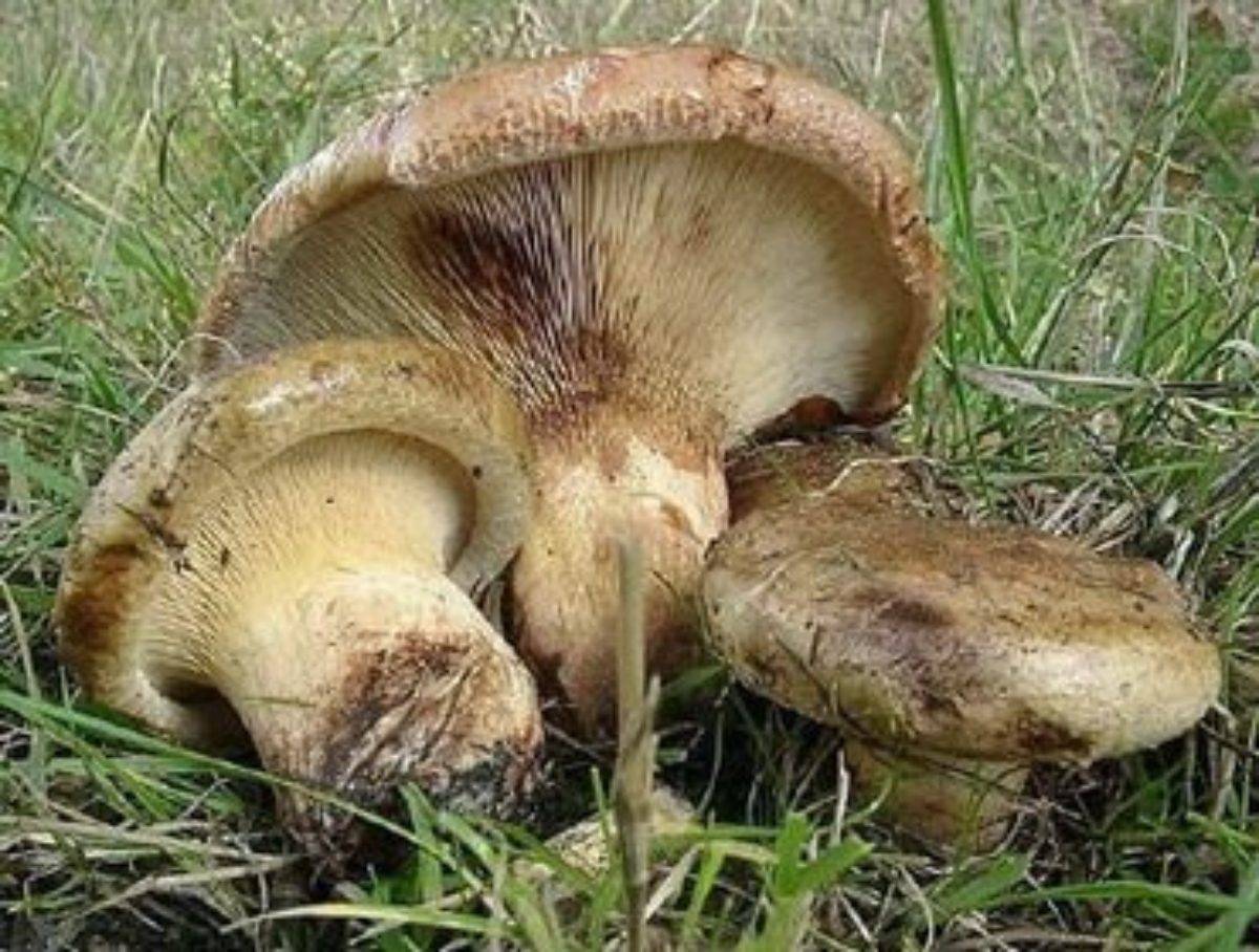 Свинухи грибы съедобные