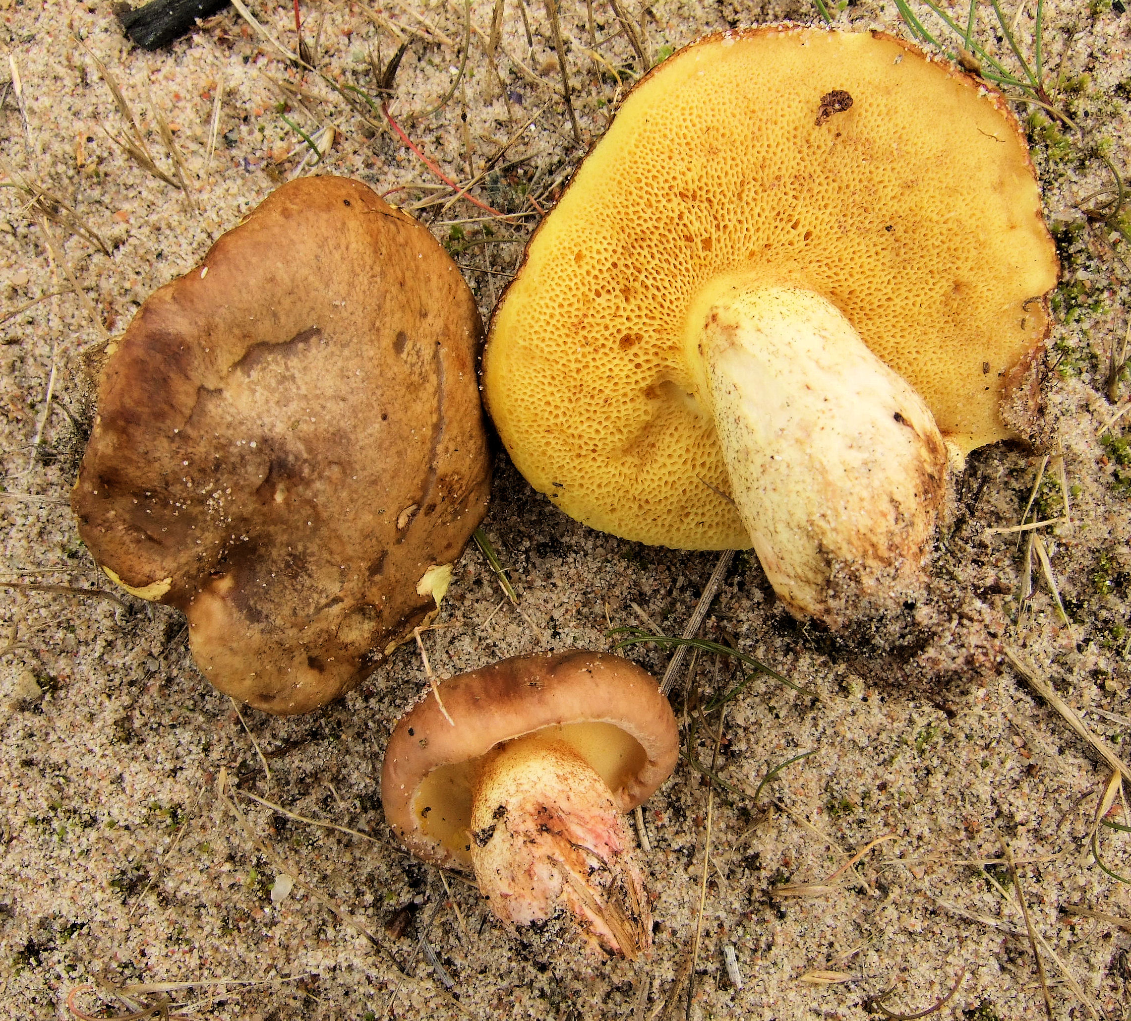 Губчатые грибы маслята