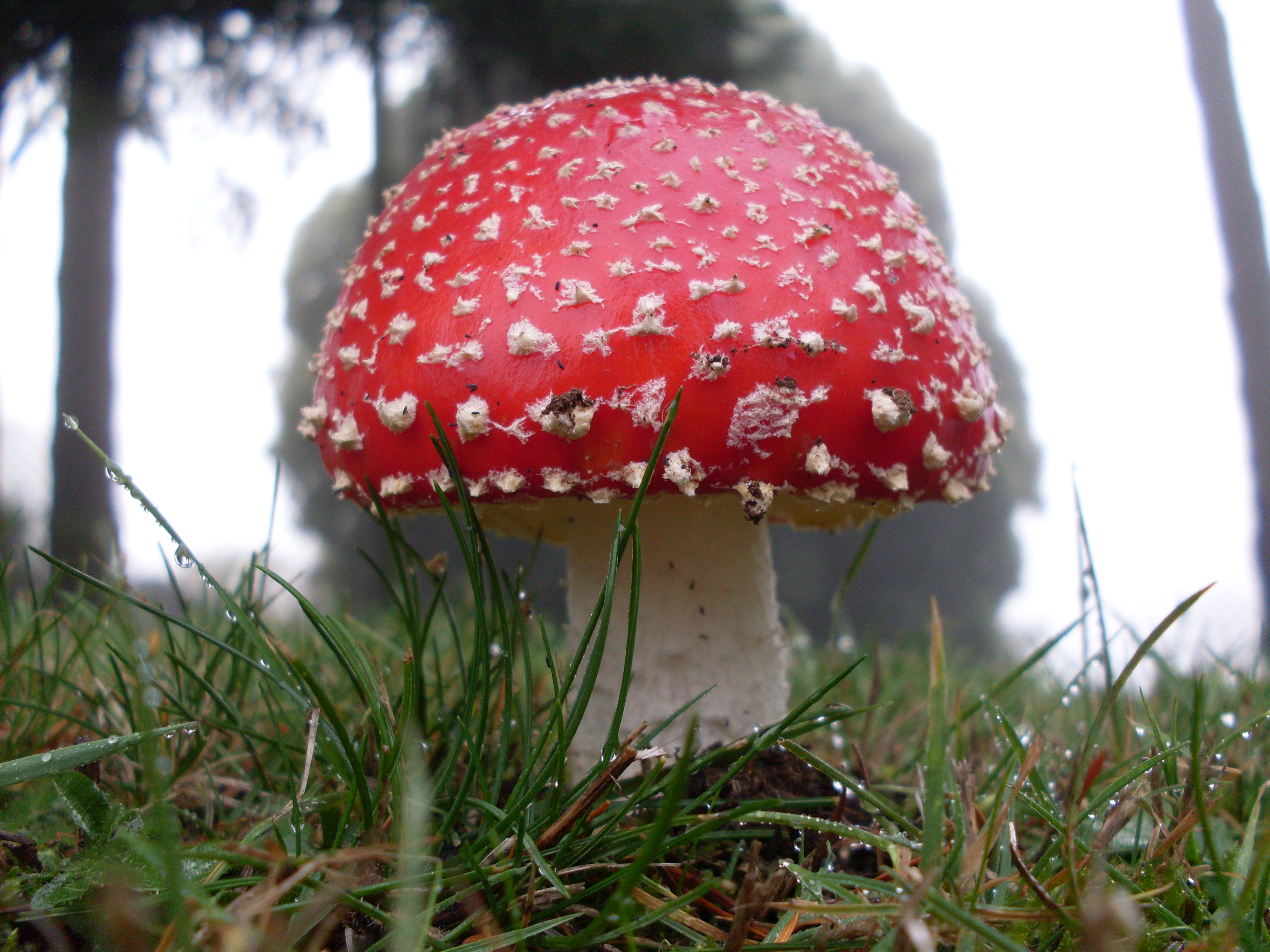 Краснокнижный гриб