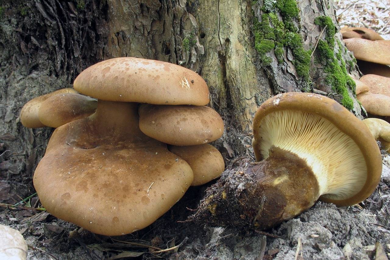 свинухи грибы фото съедобные