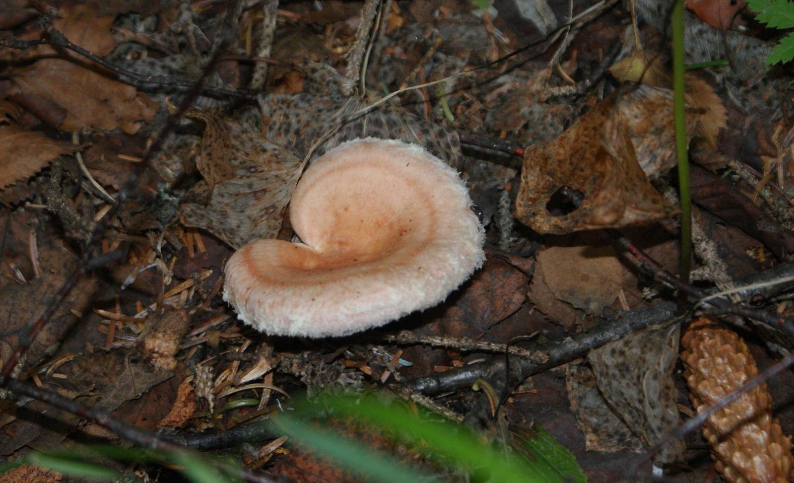 Волнушка Луговая грибы