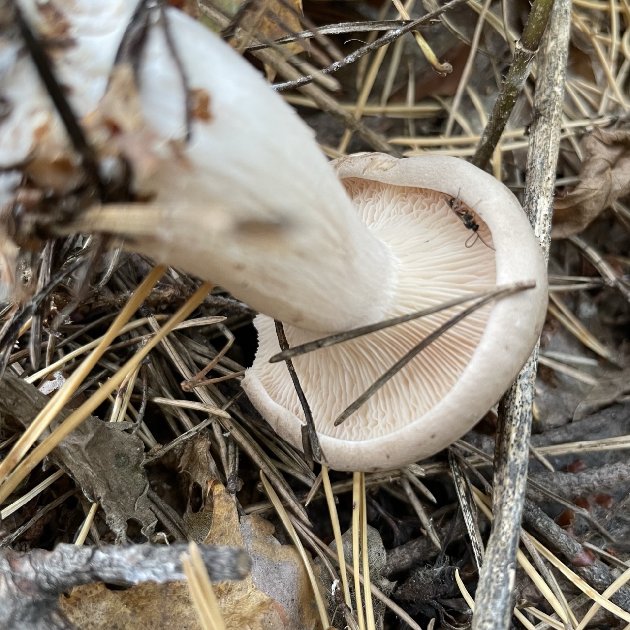 Какие грибы растут в октябре в Башкирии