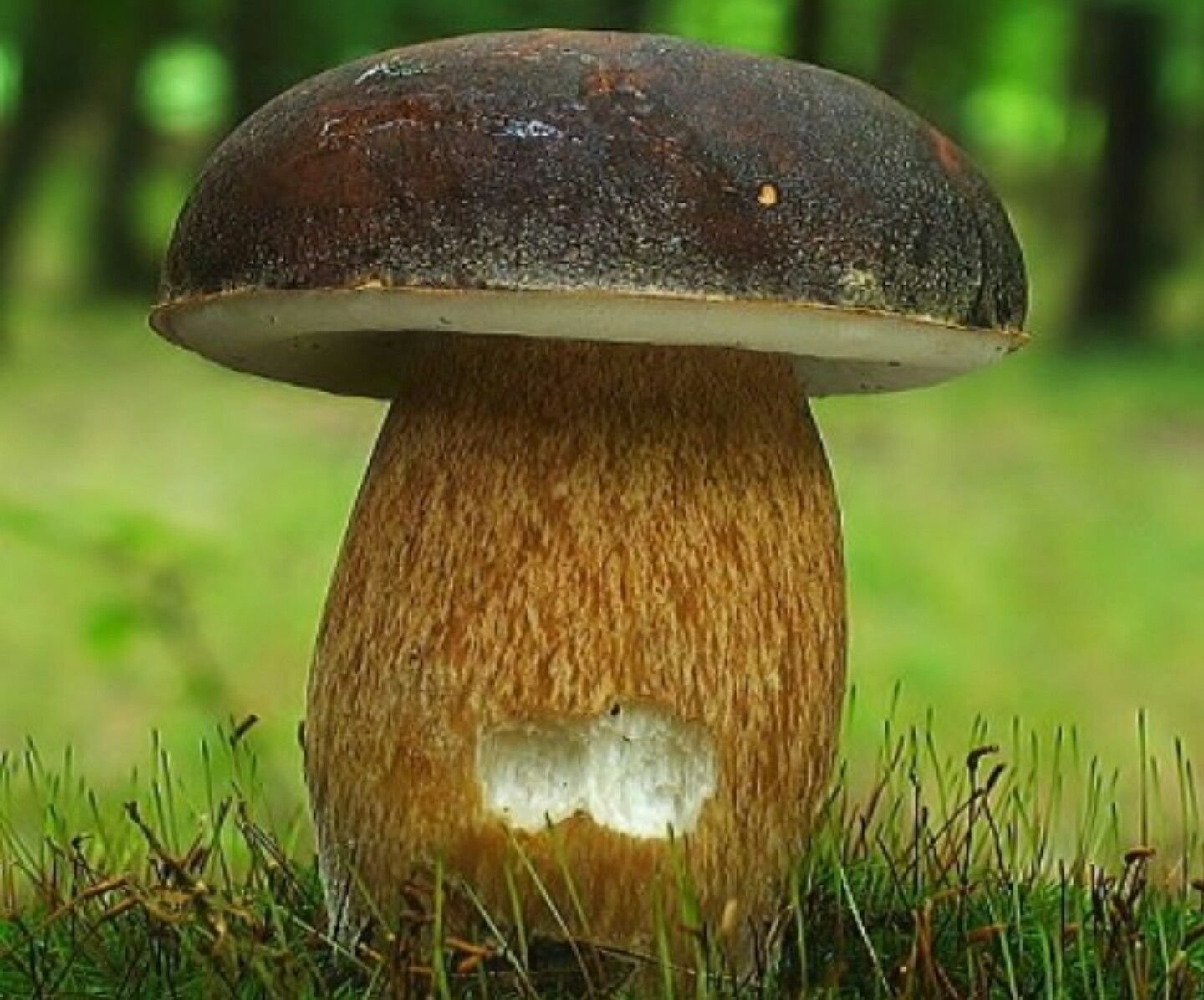 Поддубешка грибы