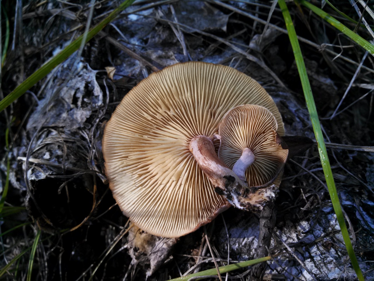 Пластинчатые грибы съедобные Калужс