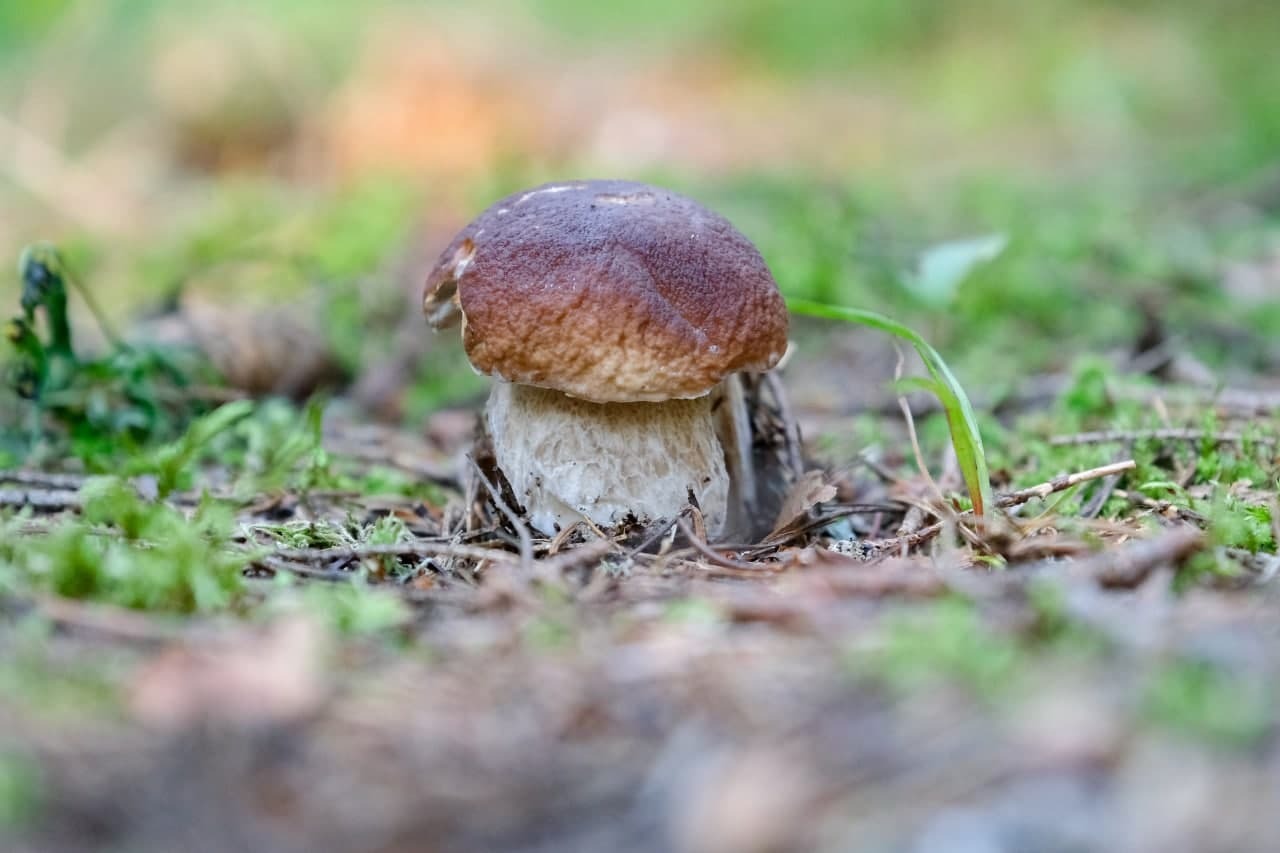 Новосибирская область грибы в лесу