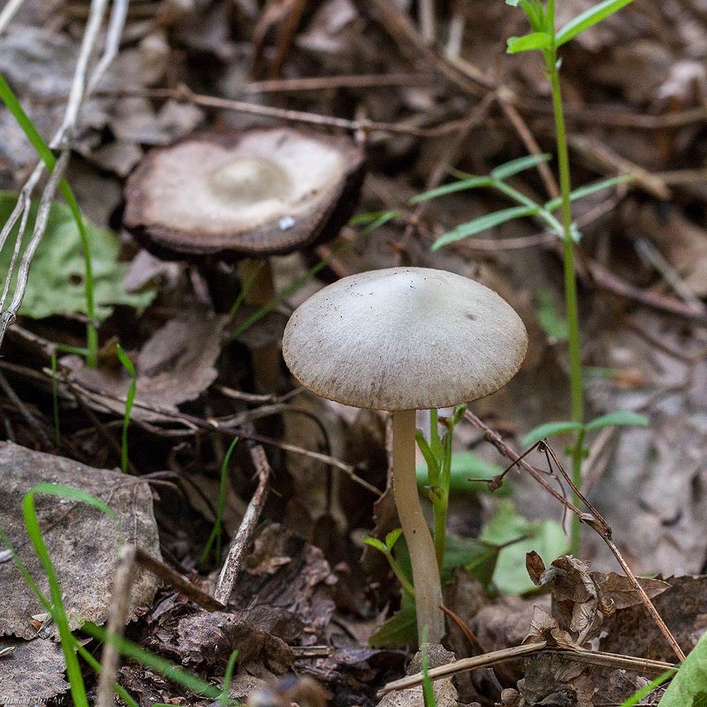 Ядовитые грибы иркутской области фото и название