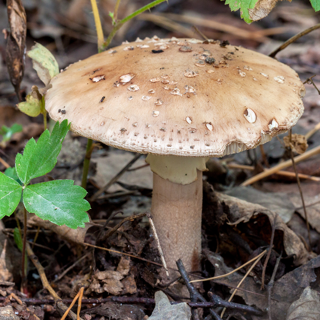съедобные грибы самарской области фото