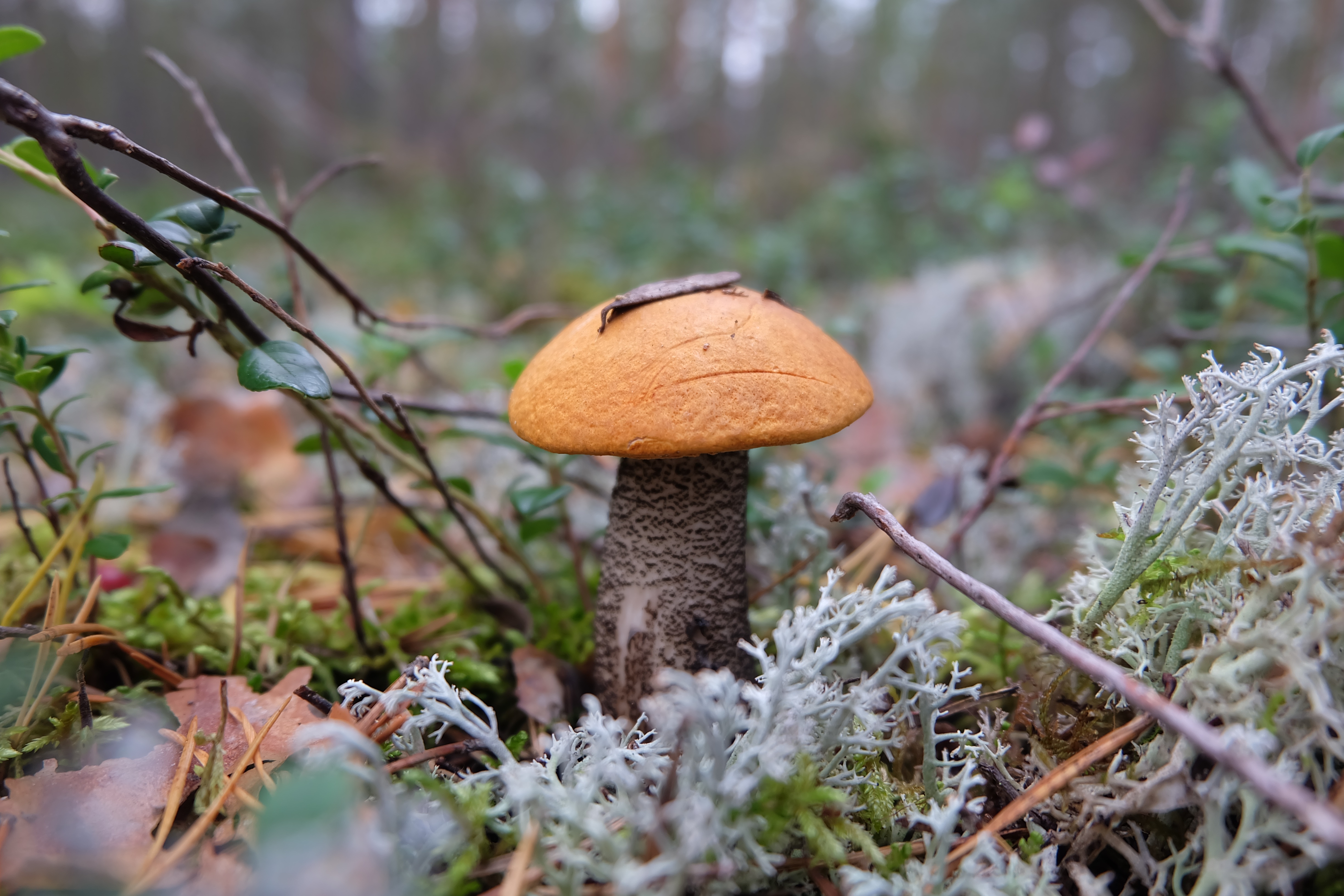 Простейшие грибы