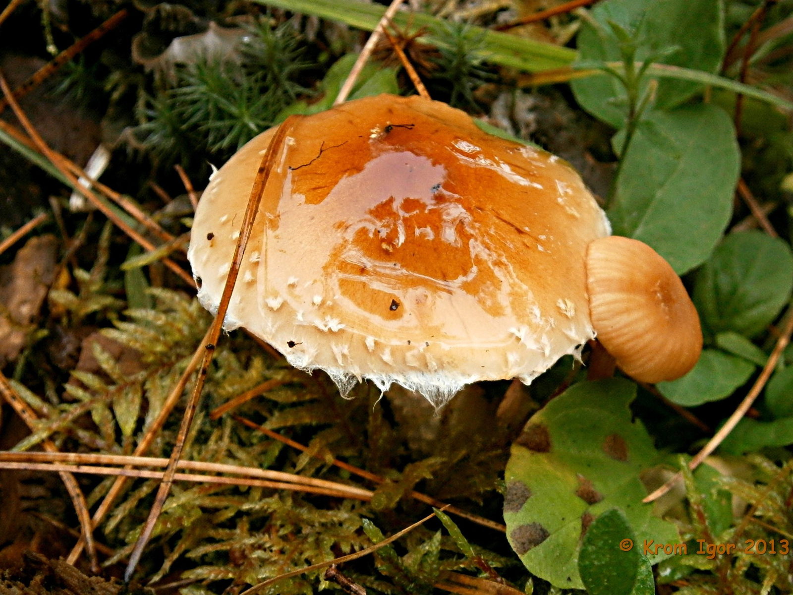 Слизистые грибы. Чешуйчатка слизистая Pholiota lubrica. Гриб чешуйчатка слизистая шляпка. Гриб чешуйчатка сопливая. Чешуйчатка слизистая съедобный.