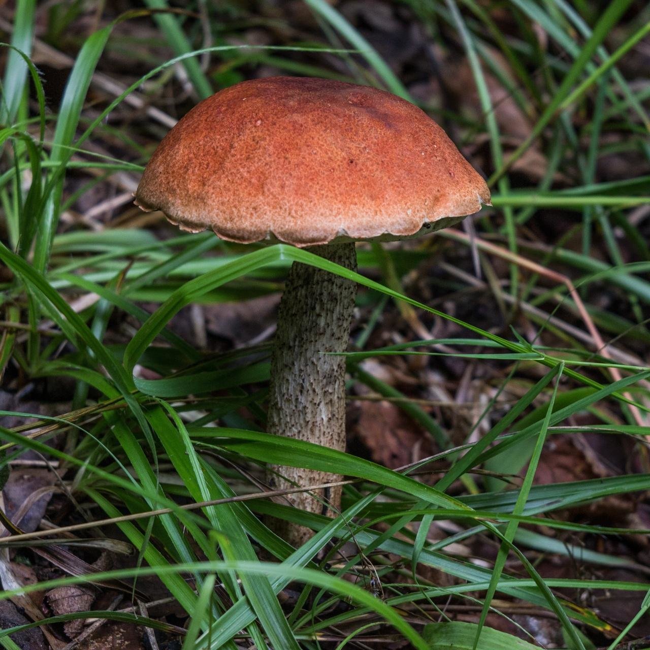 Красный гриб подосиновик