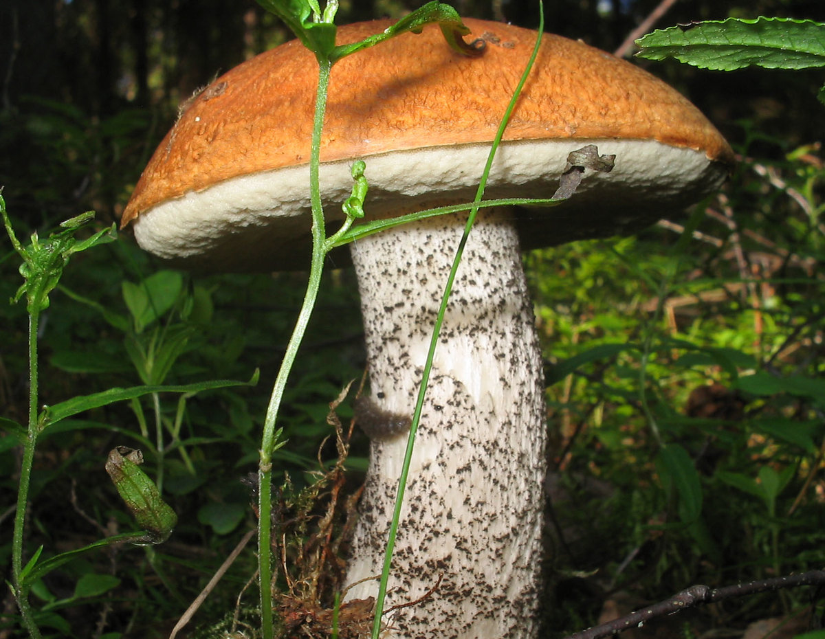 Большой подосиновик гриб