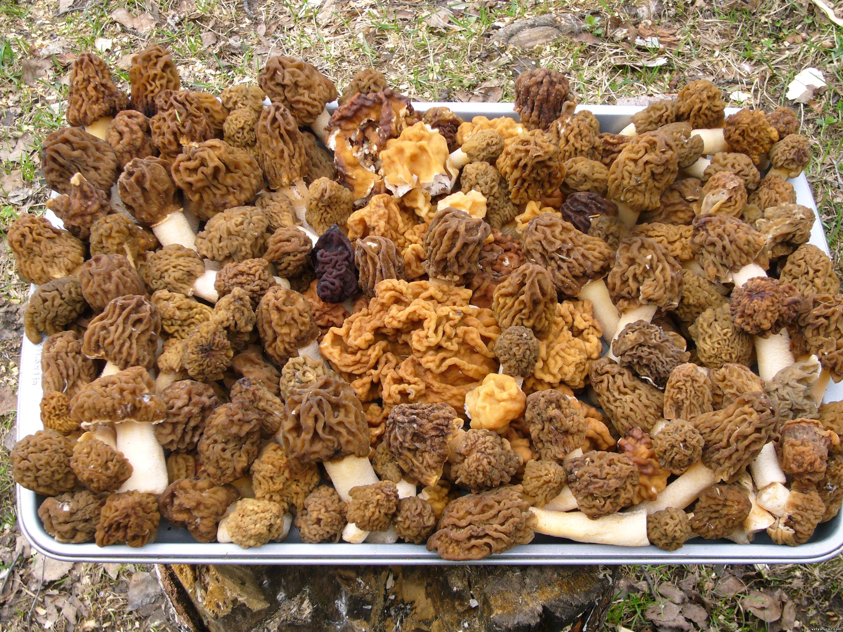 Строчки и сморчки грибы