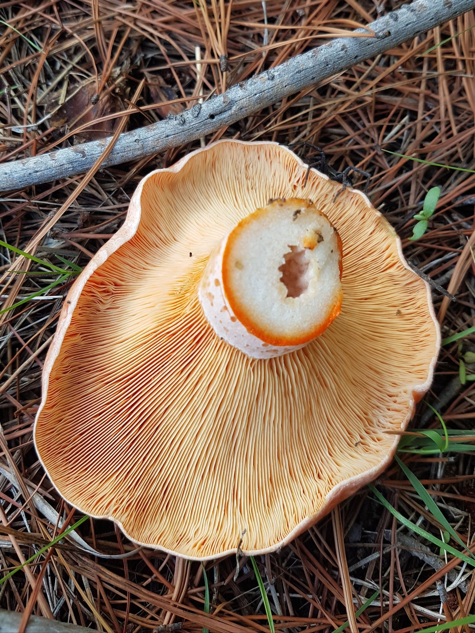 Рыжики грибы