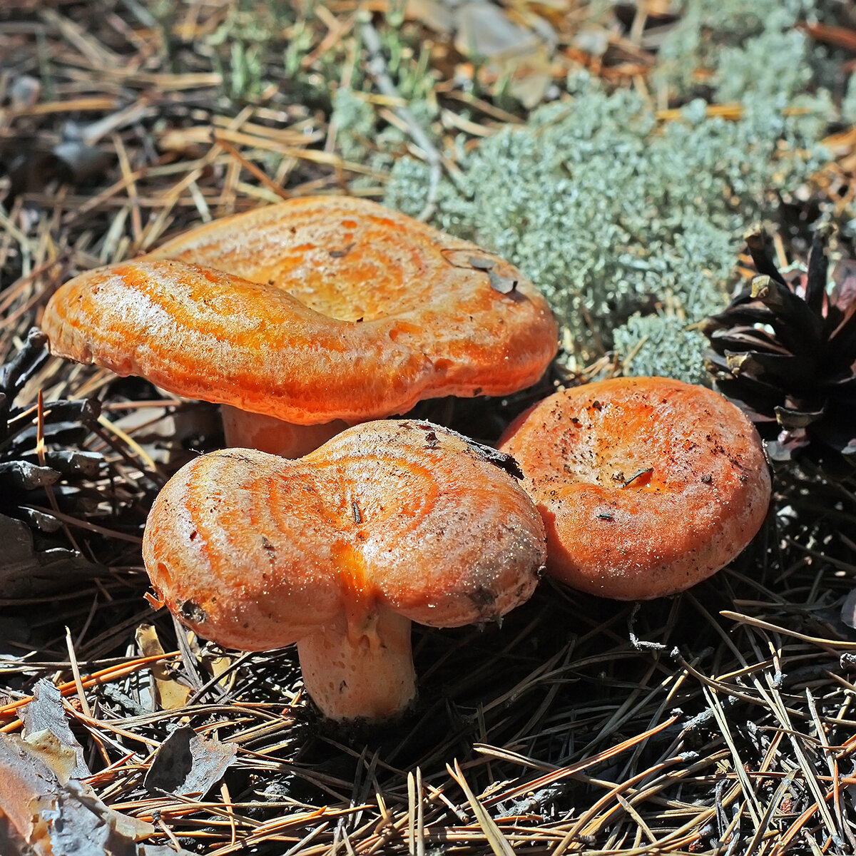 Есть гриб рыжик. Рыжик Сосновый/Боровой (Lactarius deliciosus);. Млечник Рыжик гриб. Рыжик Боровой Сосновый. Грибы Рыжик Сосновый Боровой.