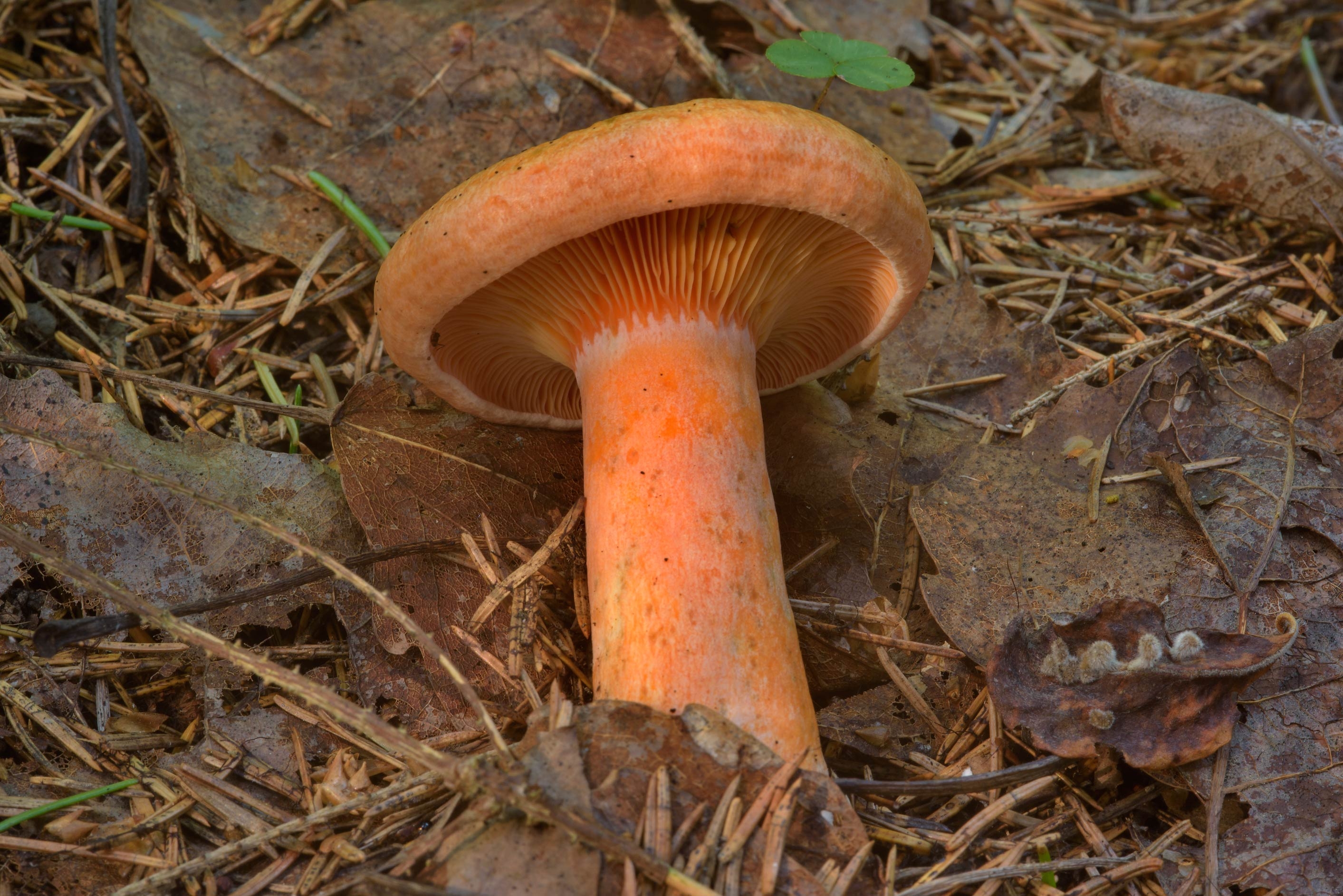 Оранжевые пластинчатые грибы на толстой ножке