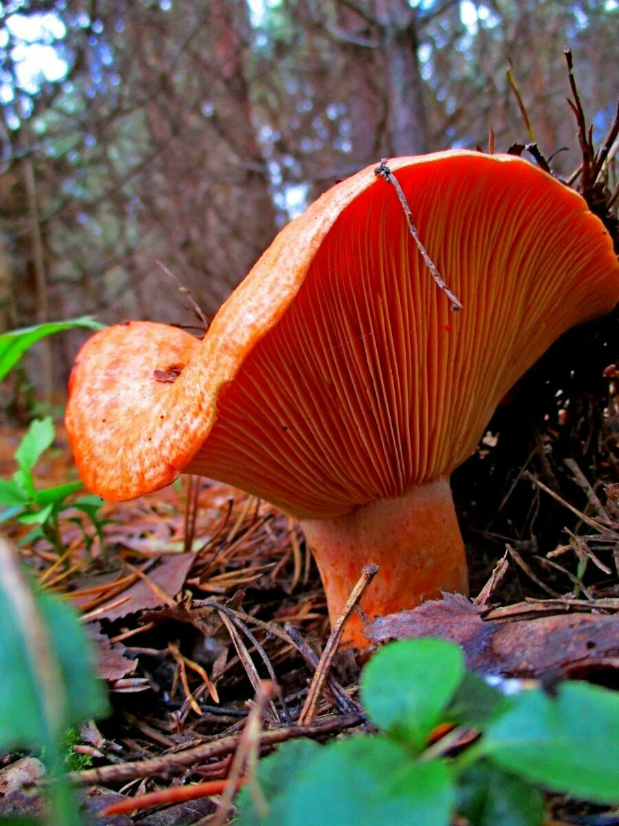 Млечник Рыжик гриб. Млечник оранжево-Охристый. Рыжики пластинчатые грибы. Лисичка киноварно-красная.