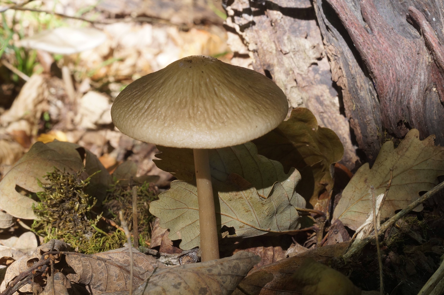 Съедобные грибы в Дагестане