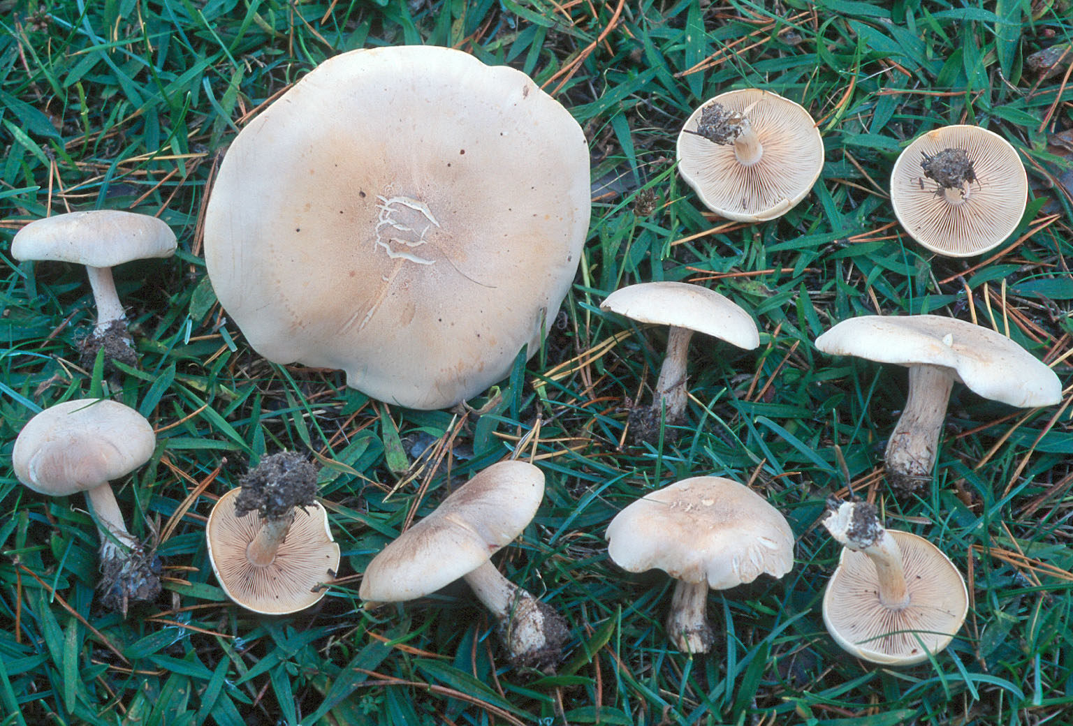 Полевые грибы фото и названия съедобные и несъедобные