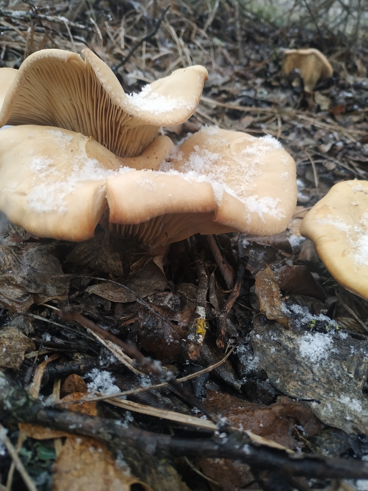 Полевые грибы крыма фото и названия