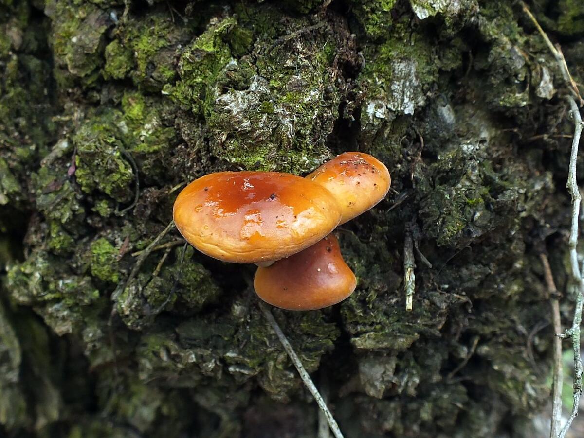 Съедобные грибы ростовской области фото и описание