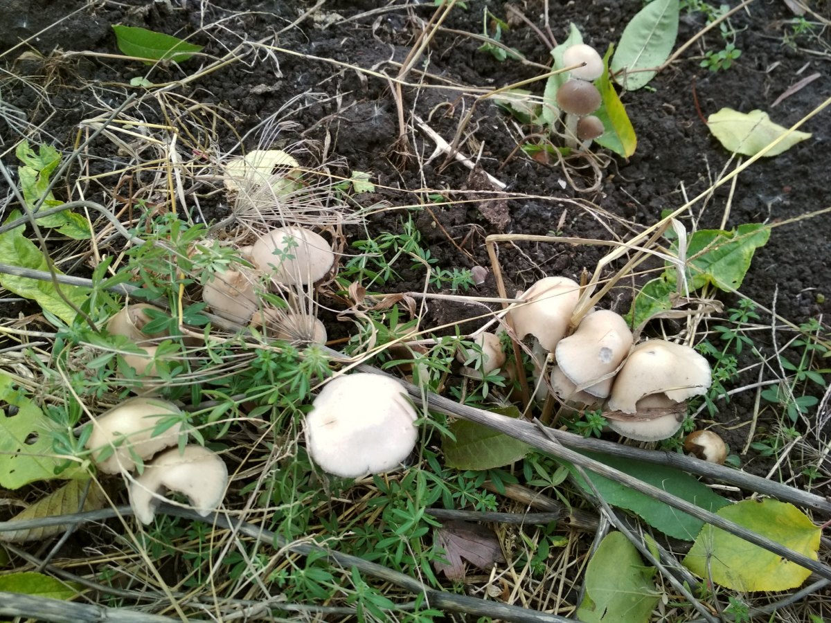 Белый полевой гриб в Ростовской области