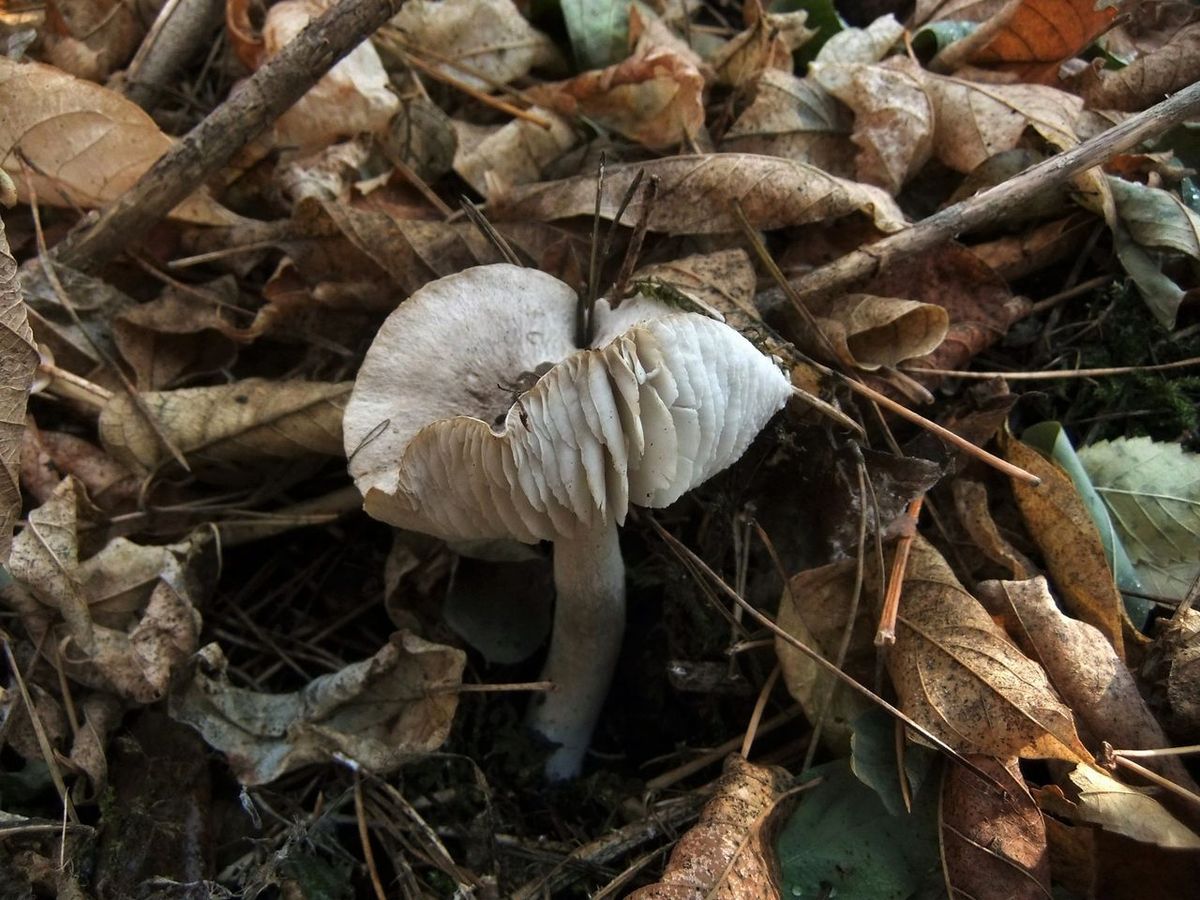 Съедобные грибы ростовской области с фото