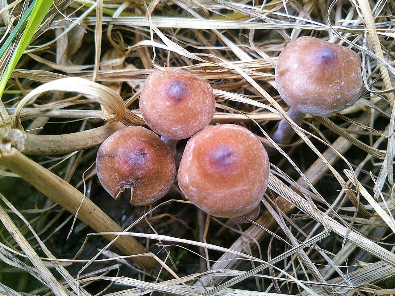 Луговые грибы Удмуртии