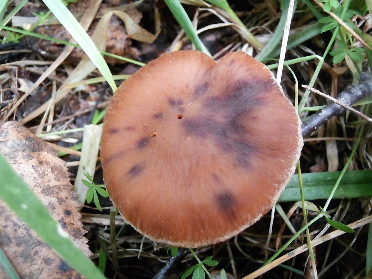 Съедобные грибы Удмуртии